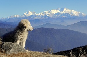 one day trek tumling darjeeling Kanchenjunga trek